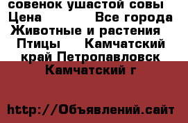 совенок ушастой совы › Цена ­ 5 000 - Все города Животные и растения » Птицы   . Камчатский край,Петропавловск-Камчатский г.